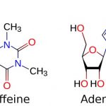 kafein-adenozin-kimyasal-yapi