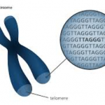 telomer