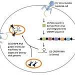 virus-crispr