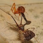 pelican-spiders