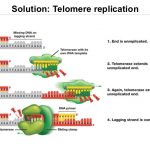 281-lec11-eukphage-replication-22-638