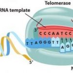 telomeraz