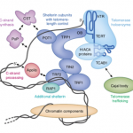 telomeraz-shelterin