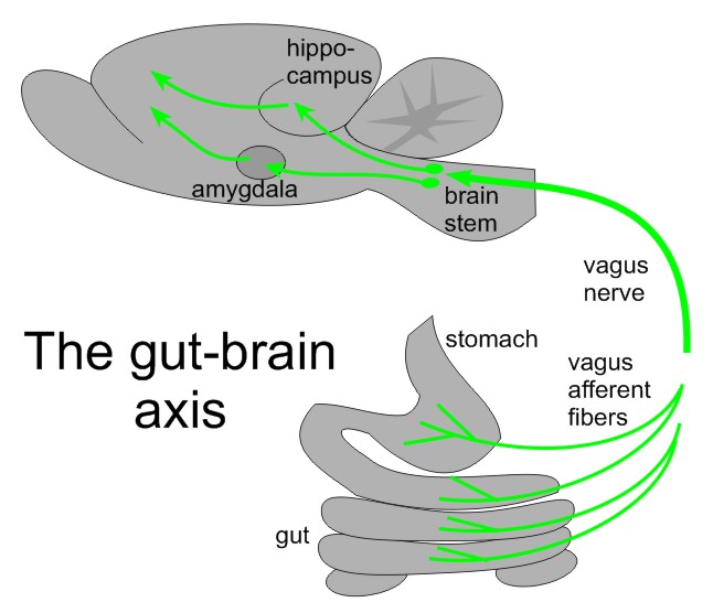 Ось кишечник мозг схема